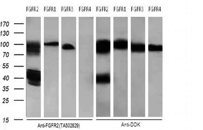 FGFR2 Antibody in Western Blot (WB)