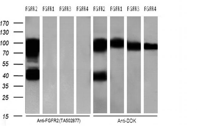 FGFR2 Antibody in Western Blot (WB)