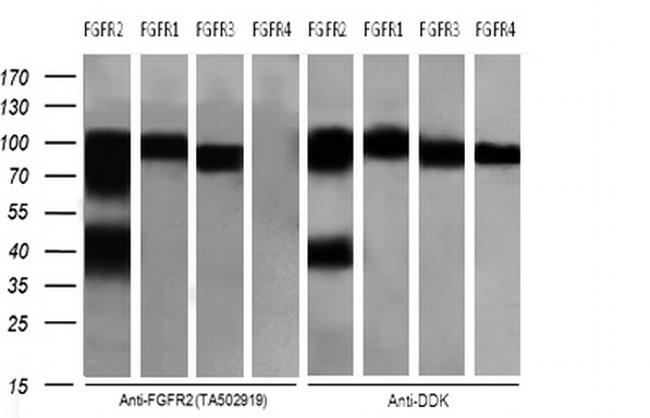 FGFR2 Antibody in Western Blot (WB)