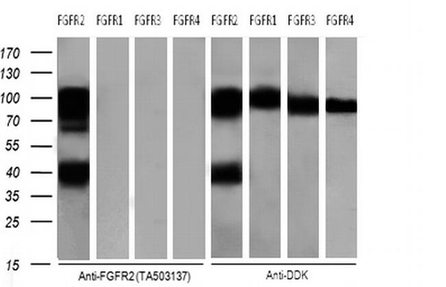 FGFR2 Antibody in Western Blot (WB)