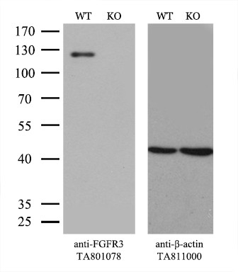 FGFR3 Antibody