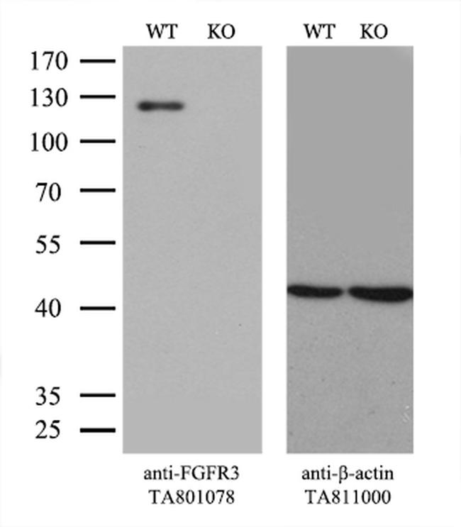 FGFR3 Antibody in Western Blot (WB)