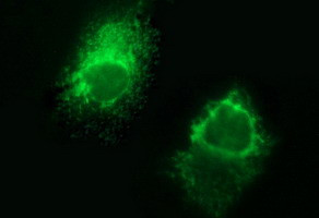 FGG Antibody in Immunocytochemistry (ICC/IF)