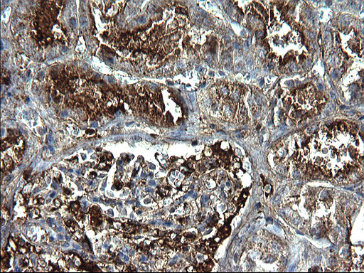 FGG Antibody in Immunohistochemistry (Paraffin) (IHC (P))