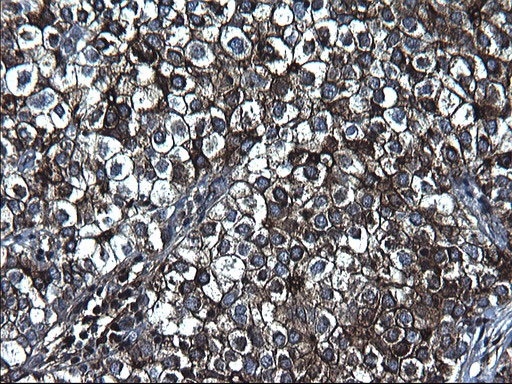 FGG Antibody in Immunohistochemistry (Paraffin) (IHC (P))