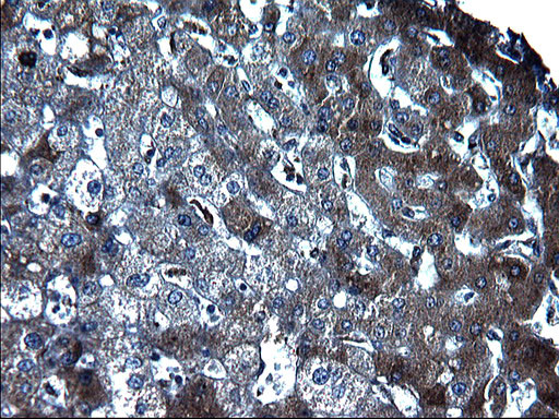 FGG Antibody in Immunohistochemistry (Paraffin) (IHC (P))