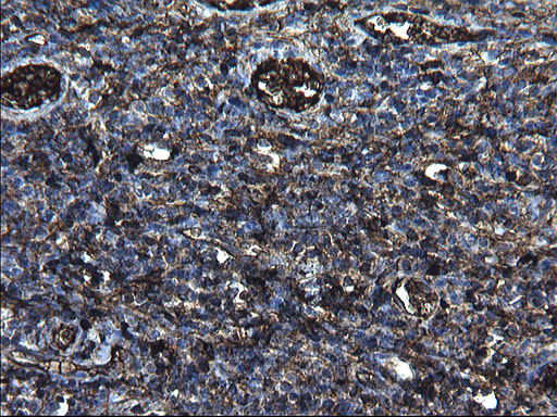 FGG Antibody in Immunohistochemistry (Paraffin) (IHC (P))