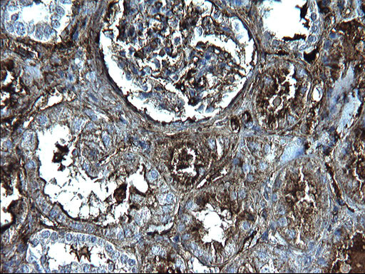 FGG Antibody in Immunohistochemistry (Paraffin) (IHC (P))