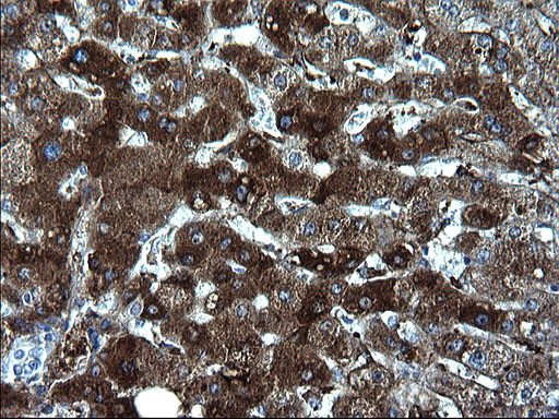 FGG Antibody in Immunohistochemistry (Paraffin) (IHC (P))