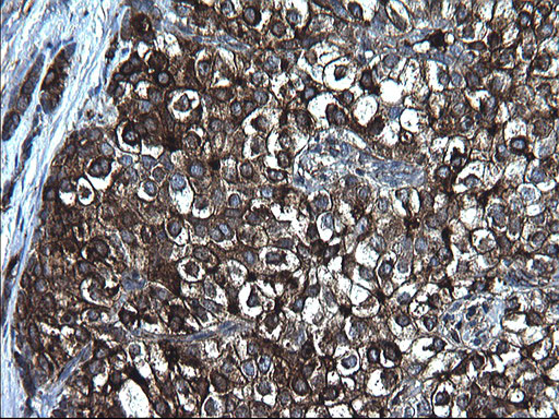 FGG Antibody in Immunohistochemistry (Paraffin) (IHC (P))