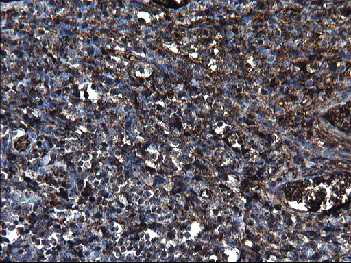 FGG Antibody in Immunohistochemistry (Paraffin) (IHC (P))