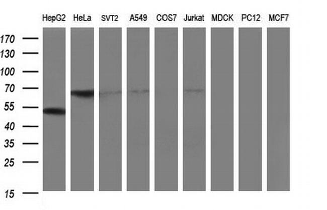 FGG Antibody in Western Blot (WB)