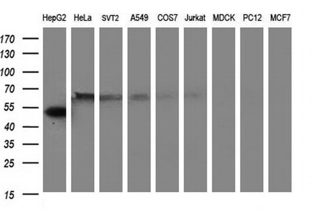 FGG Antibody in Western Blot (WB)