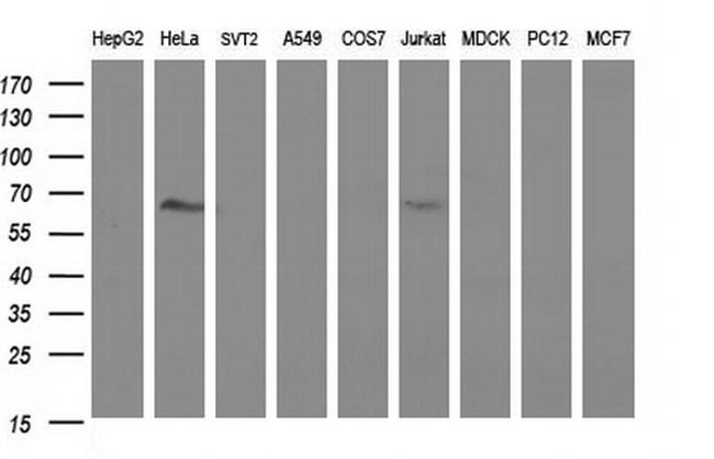 FGG Antibody in Western Blot (WB)