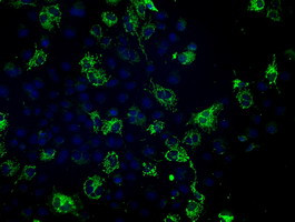 FH Antibody in Immunocytochemistry (ICC/IF)