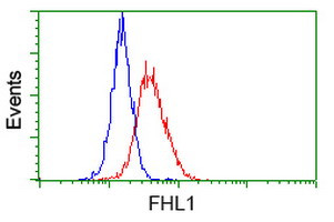 FHL1 Antibody in Flow Cytometry (Flow)