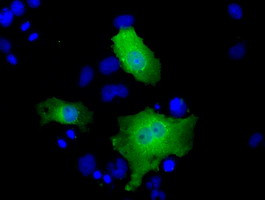 FHL1 Antibody in Immunocytochemistry (ICC/IF)