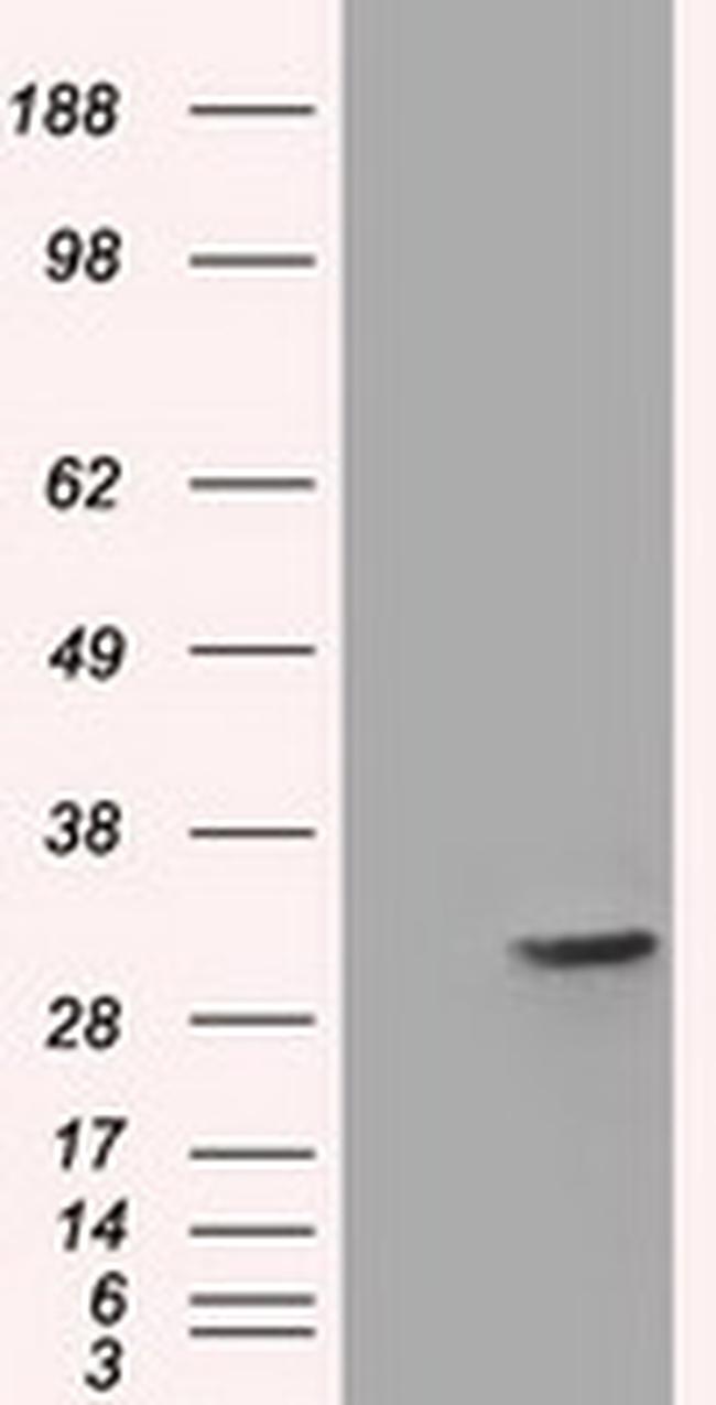 FHL1 Antibody in Western Blot (WB)