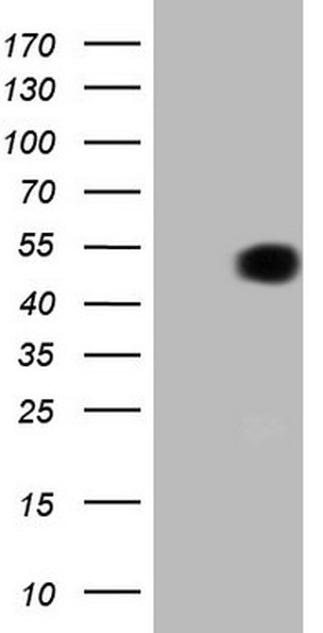 FIGF Antibody in Western Blot (WB)