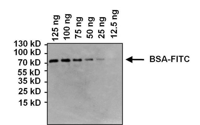 FITC Antibody in Western Blot (WB)