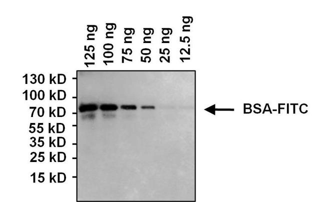 FITC Antibody in Western Blot (WB)