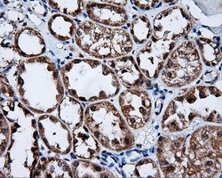 FKBP1A Antibody in Immunohistochemistry (Paraffin) (IHC (P))