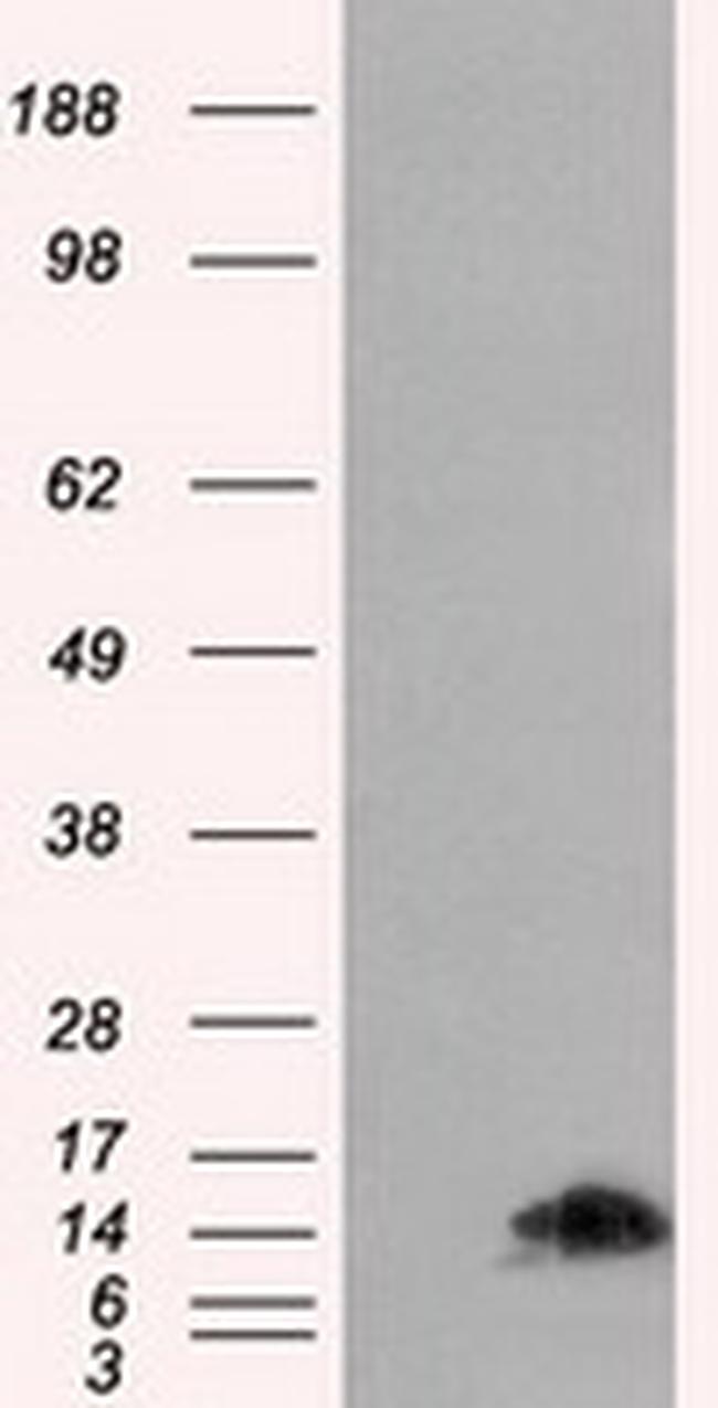 FKBP1A Antibody in Western Blot (WB)