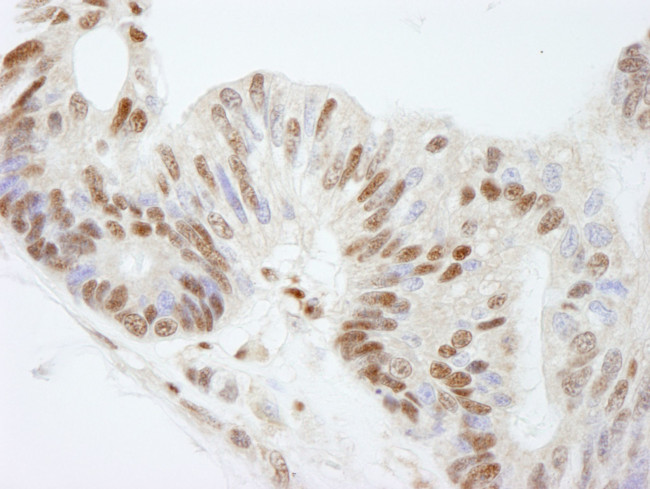 FKBP5/FKBP51 Antibody in Immunohistochemistry (IHC)