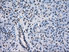 FKBP5 Antibody in Immunohistochemistry (Paraffin) (IHC (P))