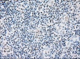 FKBP5 Antibody in Immunohistochemistry (Paraffin) (IHC (P))