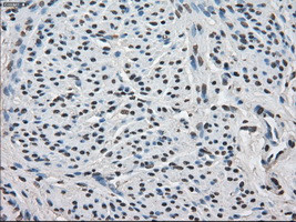 FKBP5 Antibody in Immunohistochemistry (Paraffin) (IHC (P))