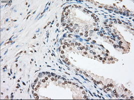 FKBP5 Antibody in Immunohistochemistry (Paraffin) (IHC (P))