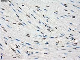 FKBP5 Antibody in Immunohistochemistry (Paraffin) (IHC (P))