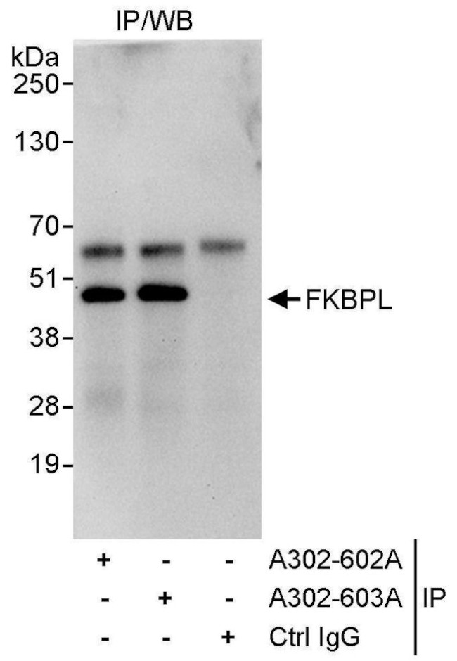 FKBPL Antibody in Immunoprecipitation (IP)