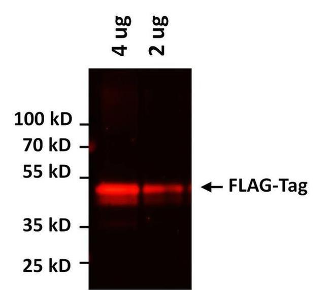 DYKDDDDK Tag Antibody in Western Blot (WB)