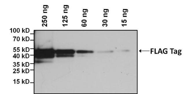 DYKDDDDK Tag Antibody in Western Blot (WB)