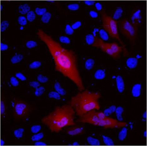 DYKDDDDK Tag Antibody in Immunocytochemistry (ICC/IF)