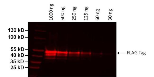 DYKDDDDK Tag Antibody in Western Blot (WB)