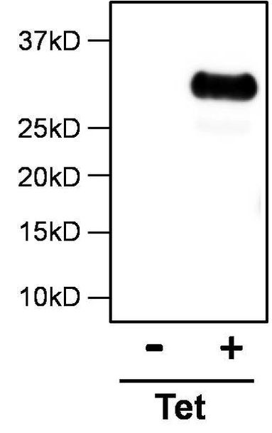 DYKDDDDK Tag Antibody in Immunoprecipitation (IP)