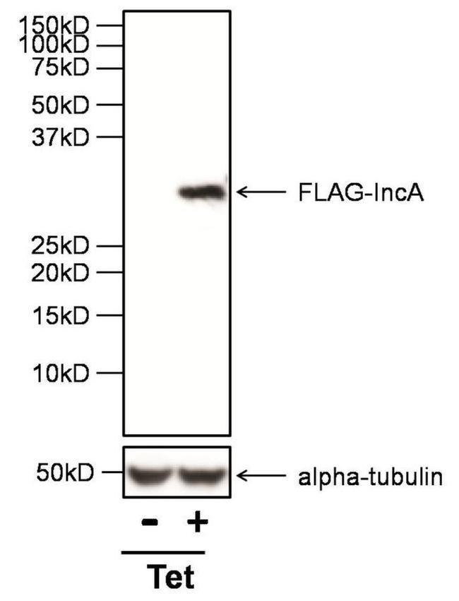 DYKDDDDK Tag Antibody in Western Blot (WB)