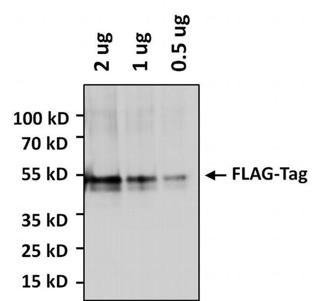 DYKDDDDK Tag Antibody in Western Blot (WB)