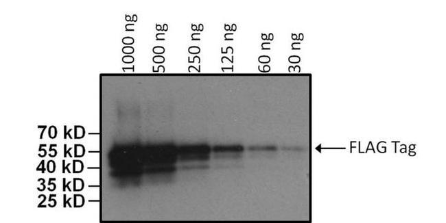 DYKDDDDK Tag Antibody in Western Blot (WB)