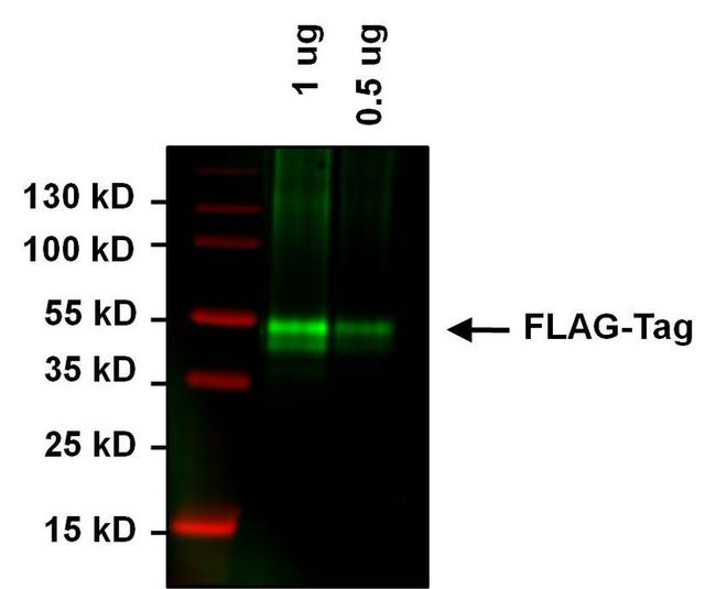 DYKDDDDK Tag Antibody in Western Blot (WB)