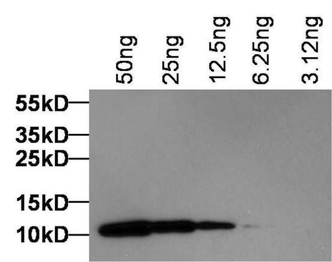 DYKDDDDK Tag Antibody in Western Blot (WB)