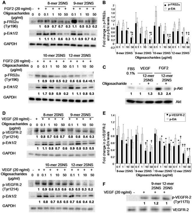 Phospho-VEGF Receptor 2 (Tyr1214) Antibody in Western Blot (WB)