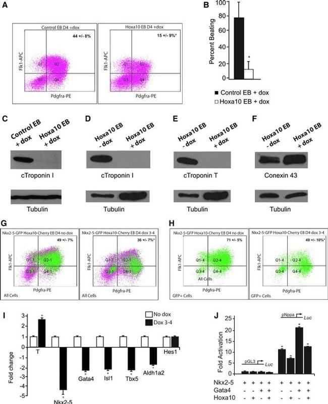 CD309 (FLK1) Antibody in Western Blot, Flow Cytometry (WB, Flow)