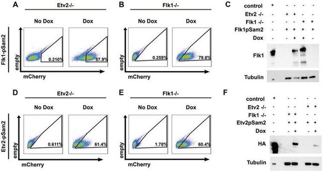 CD309 (FLK1) Antibody in Western Blot, Flow Cytometry (WB, Flow)