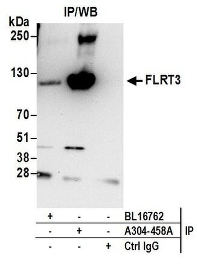 FLRT3 Antibody in Western Blot (WB)