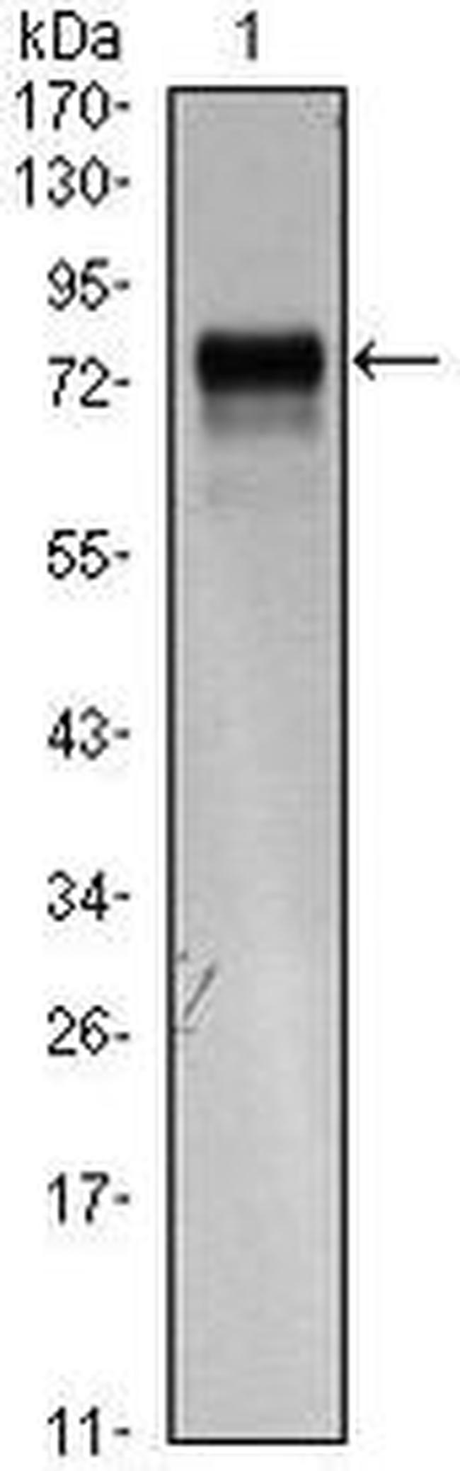 VEGF Receptor 3 Antibody in Western Blot (WB)