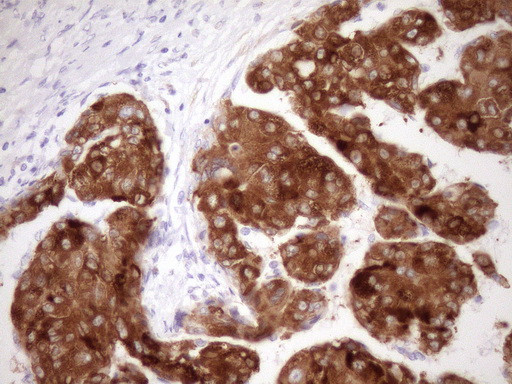 FMO3 Antibody in Immunohistochemistry (Paraffin) (IHC (P))